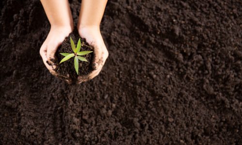 child-hands-holding-caring-young-green-plant-scaled.jpg