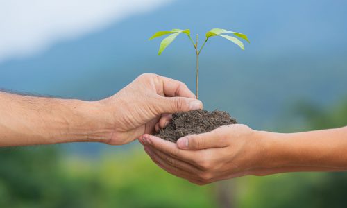 close-up-picture-hand-passing-sapling-plant-another-hand-scaled.jpg