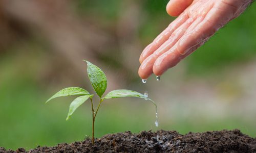 close-up-picture-hand-watering-sapling-plant-scaled.jpg