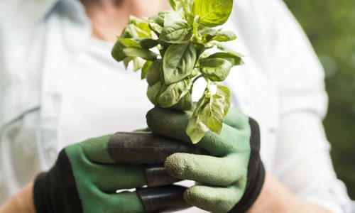 woman-holding-little-plant-her-hands-scaled.jpg